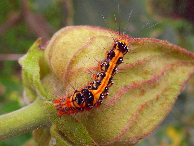 沖縄本島短期採集 ありんこ日記 Antroom