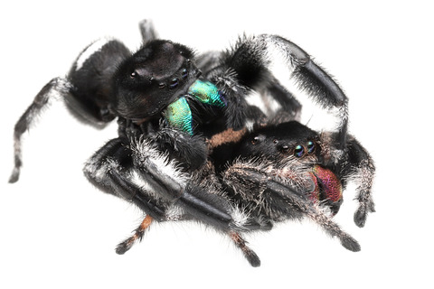 リーガルジャンピングスパイダーの交接