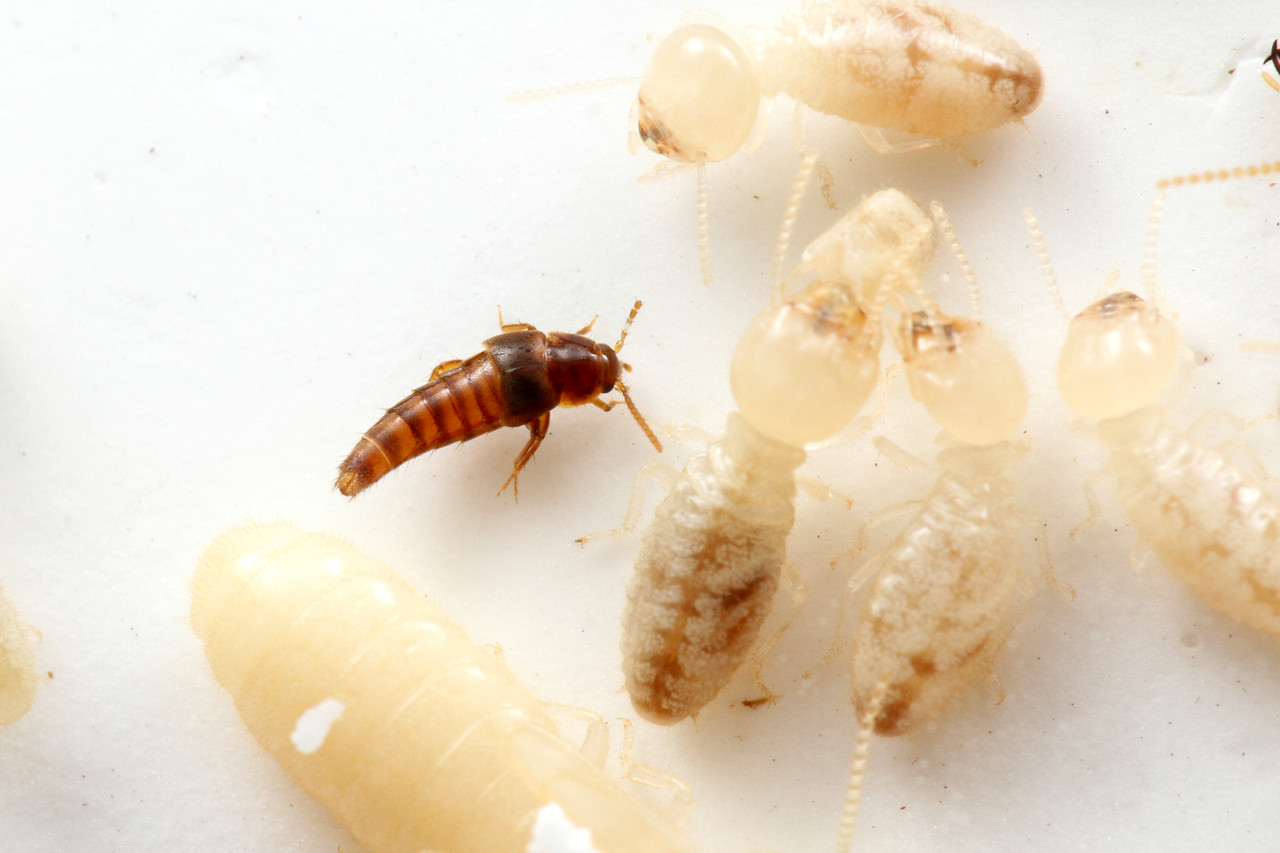 シロアリからエサをもらうハネカクシ ありんこ日記 Antroom