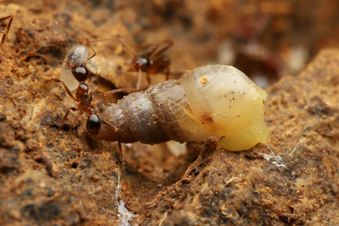 オオズアリの巣