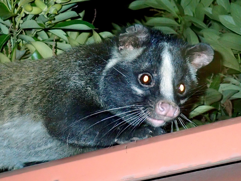 ハクビシン撮った ありんこ日記 Antroom