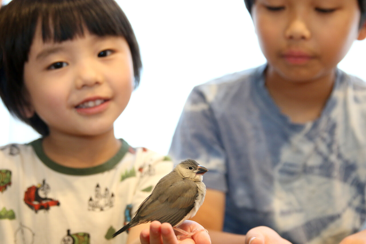 桜文鳥の飼育 ありんこ日記 Antroom