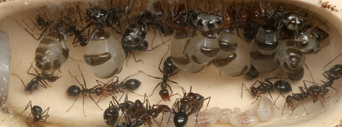 �ߥĥĥܥ���