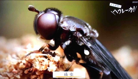 新種のアリスアブ