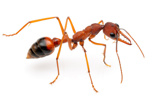 ���Хϥꥢ�� Myrmecia nigriscapa