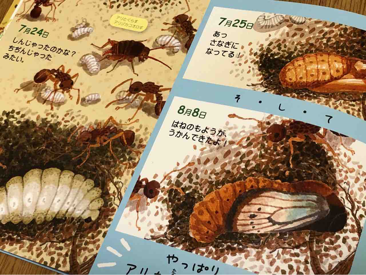 そら君が出会った不思議な青いチョウ ありんこ日記 Antroom