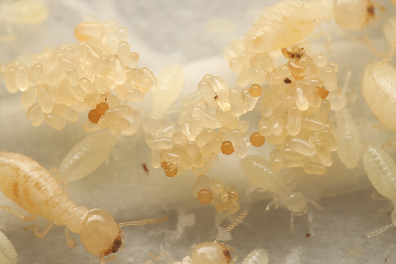 シロアリ入荷 ありんこ日記 Antroom