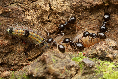 フタホシキコケガNudina artaxidia