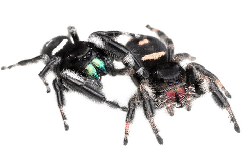リーガルジャンピングスパイダーの交接