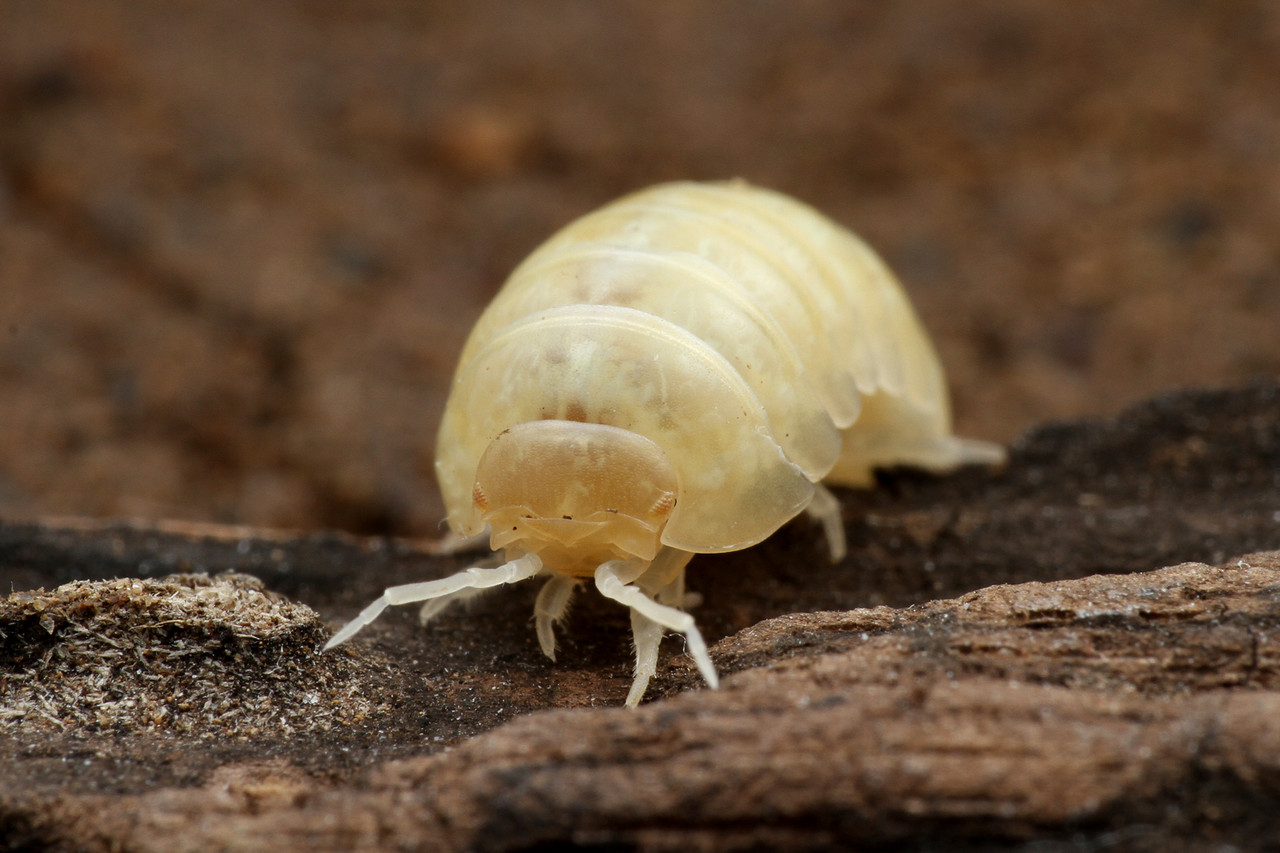 珍 公園でアルビノ発見 ありんこ日記 Antroom
