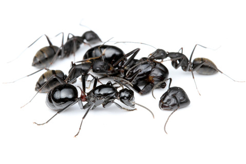 トゲアリPolyrhachis lamellidens