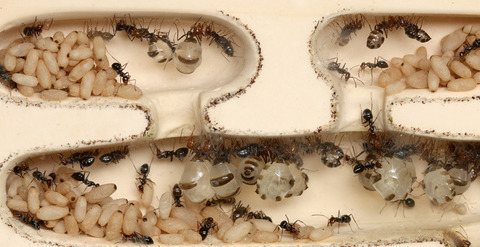 �ߥĥĥܥ���