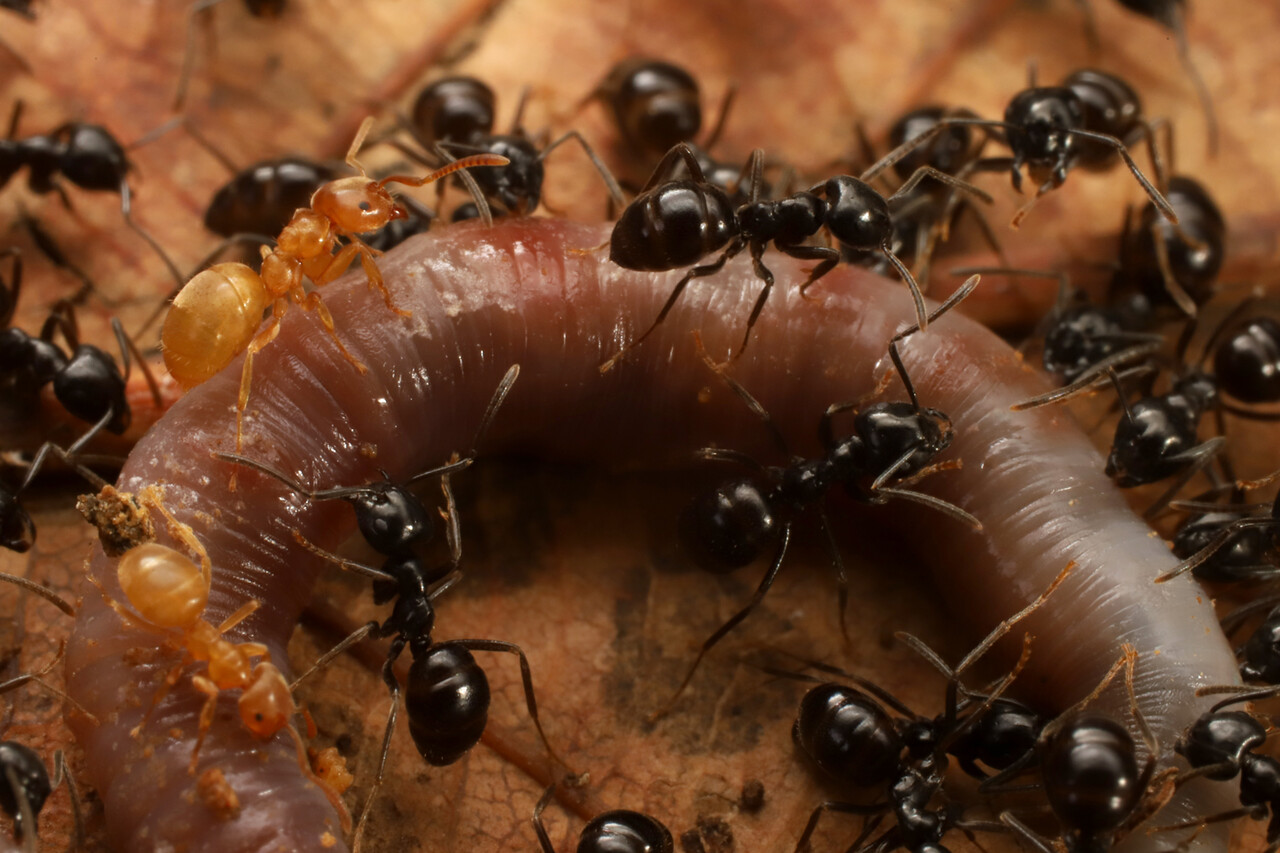 ミミズを食べるクサアリを自宅で観察 ありんこ日記 Antroom