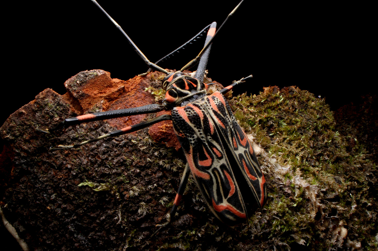 テナガカミキリに乗るカニムシ!? : ありんこ日記 AntRoom
