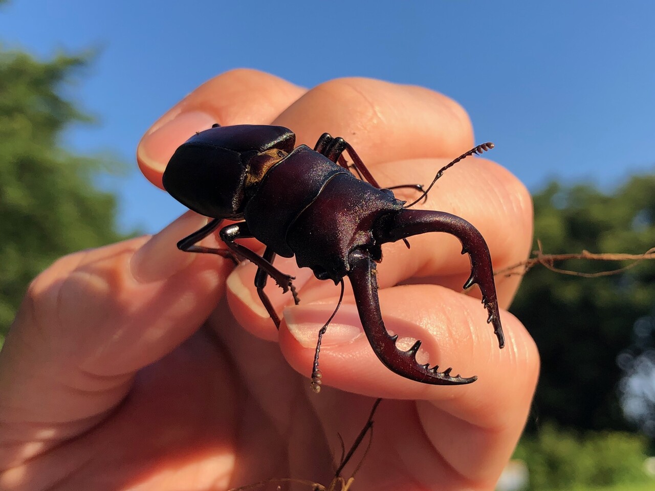 早朝虫探し ありんこ日記 Antroom