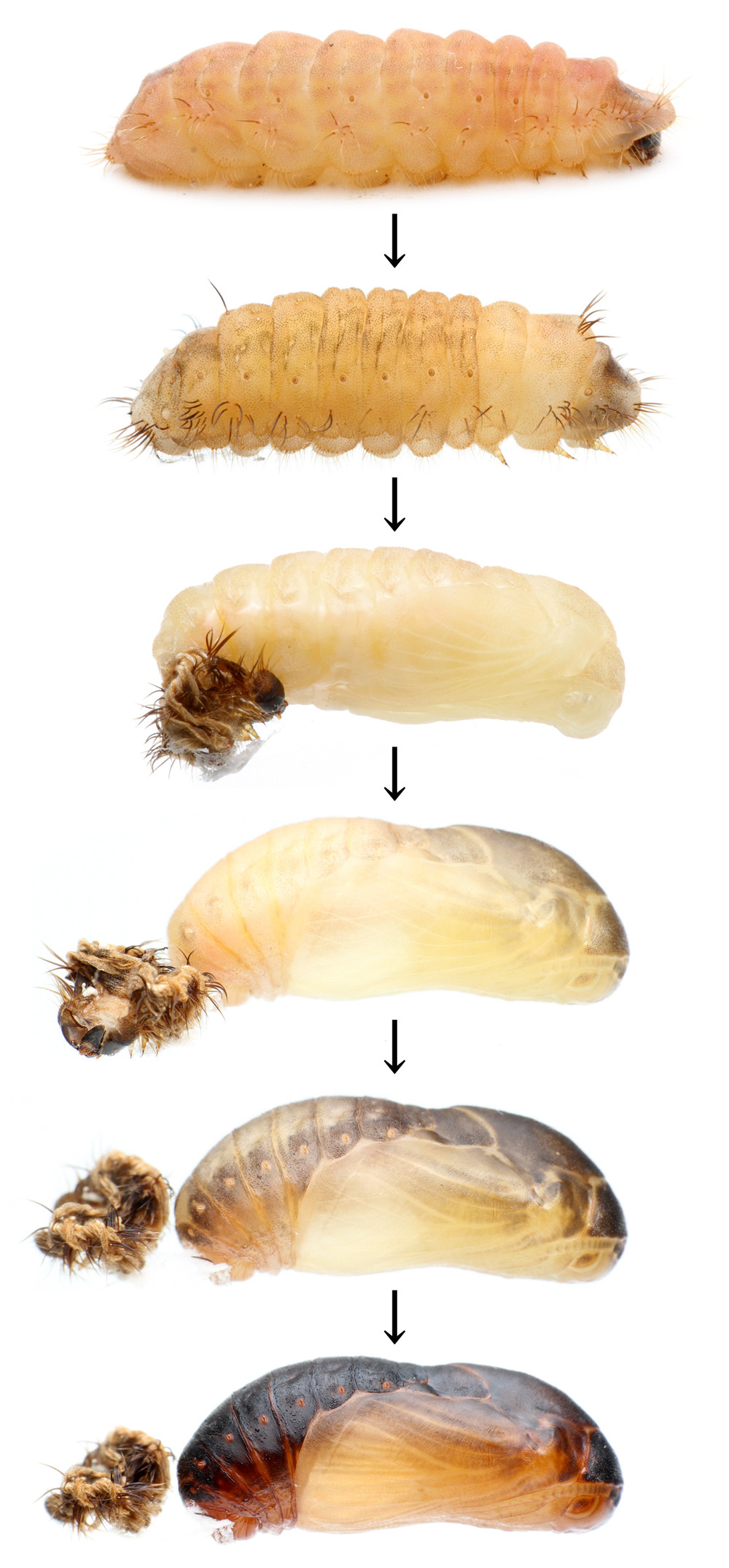 撮影成功 クロシジミの羽化 ありんこ日記 Antroom
