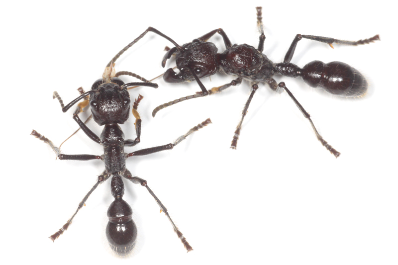 巨大ハリアリたち！ : ありんこ日記 AntRoom