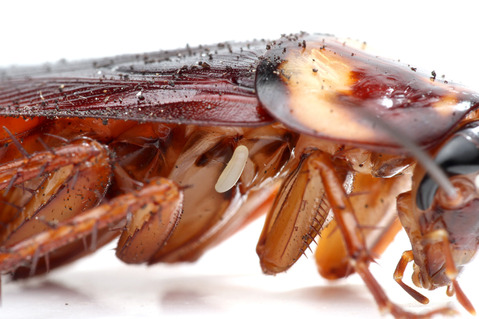 エメラルドゴキブリバチAmpulex compressa