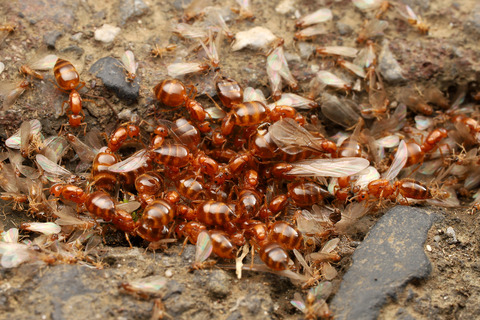 キイロシリアゲアリの結婚飛行