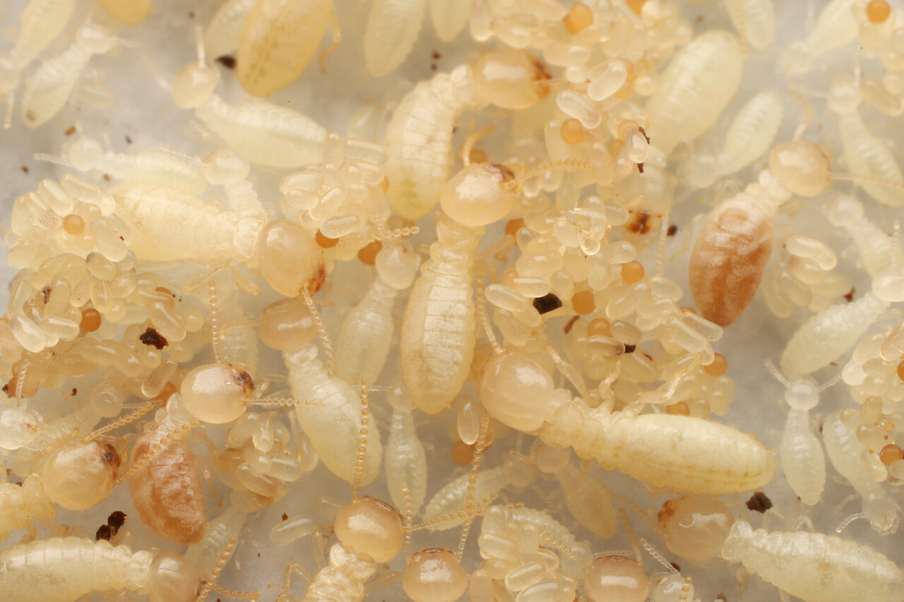 シロアリ入荷 ありんこ日記 Antroom