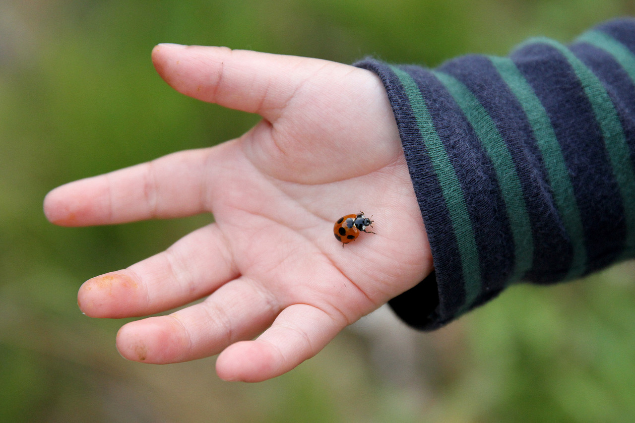 何かが違う 沖縄と東京のナナホシテントウ ありんこ日記 Antroom