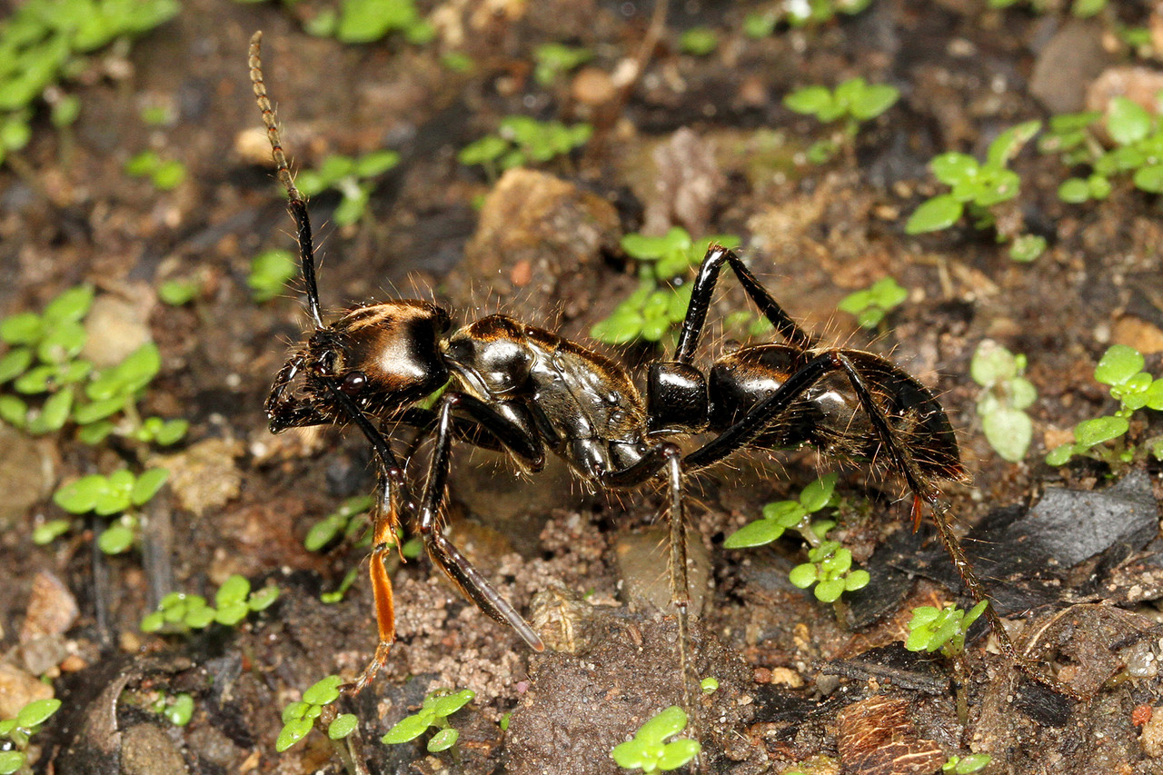 超巨大ディノポネラ : ありんこ日記 AntRoom
