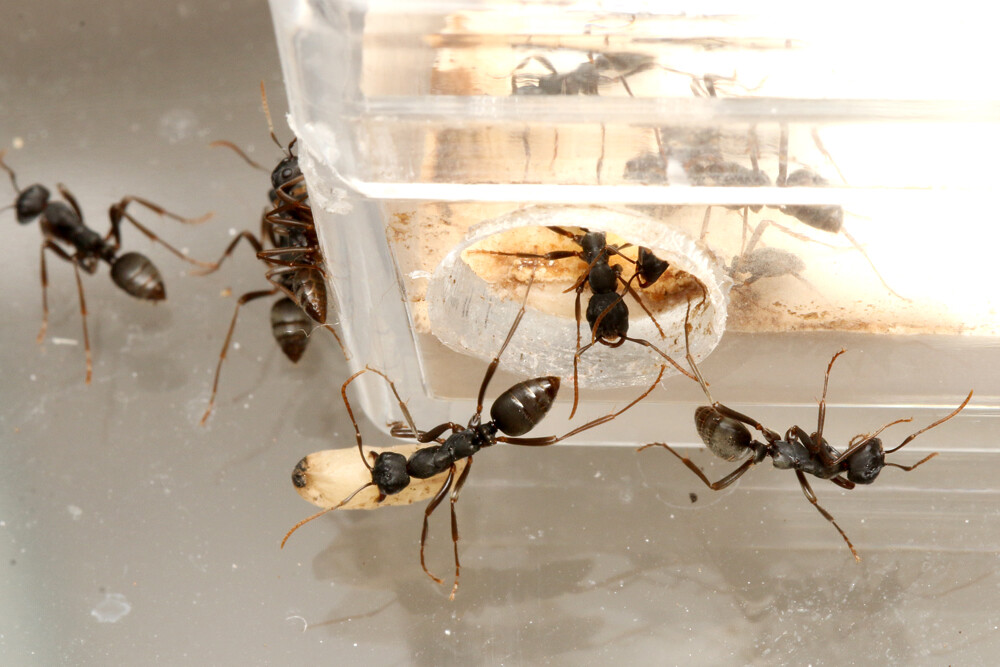 飼育下でサムライアリの奴隷狩り ありんこ日記 Antroom