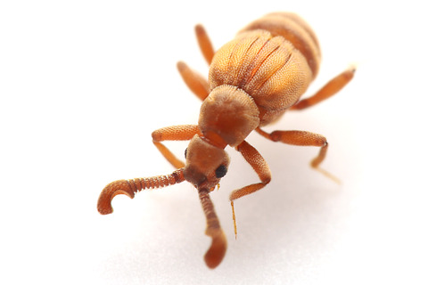 Apharinodes papageno