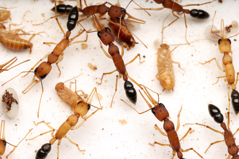����ɥ��塞������ Harpegnathos saltator