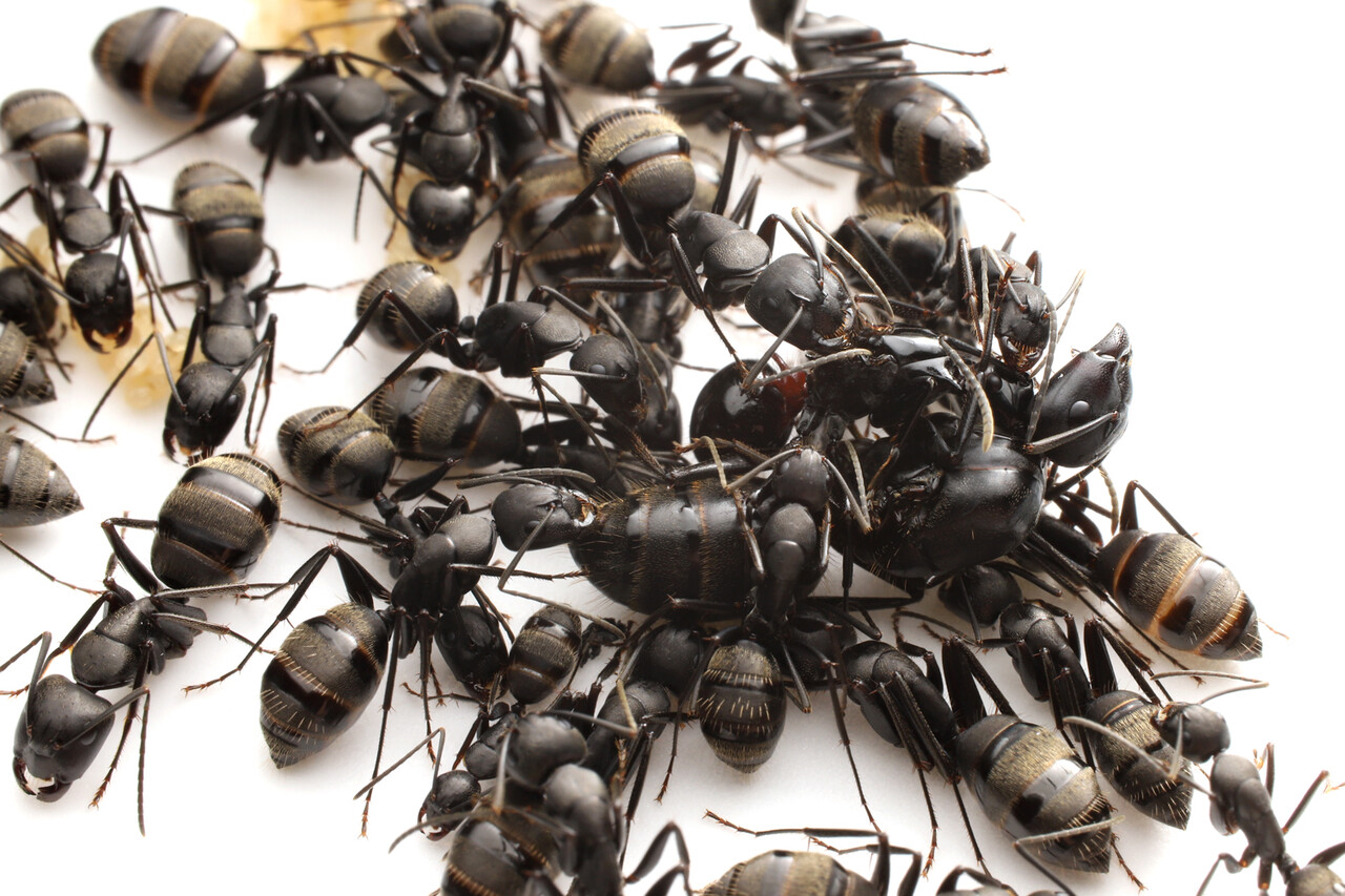 ありんこ日記 Antroom ヤマアリ亜科