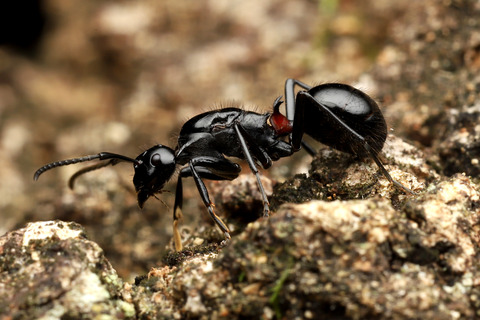 トゲアリの結婚飛行の季節