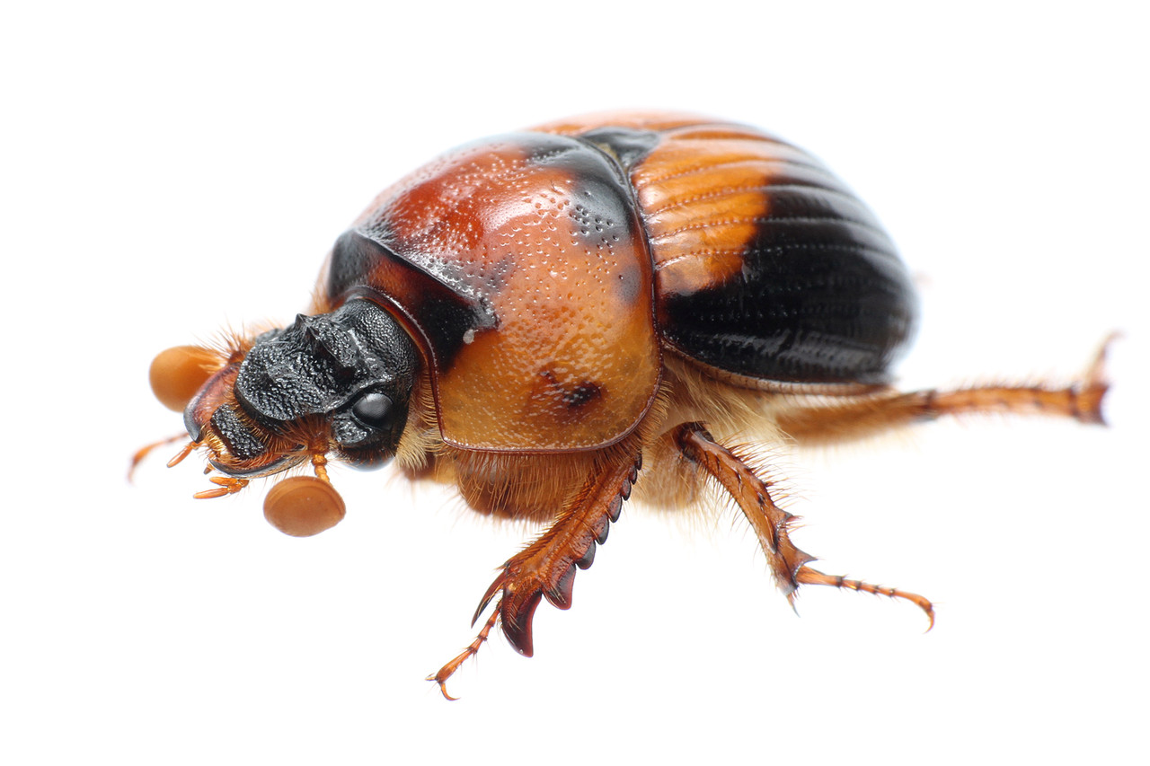 オーストラリアの大型希少ムネアカセンチ これがオーストラリアの