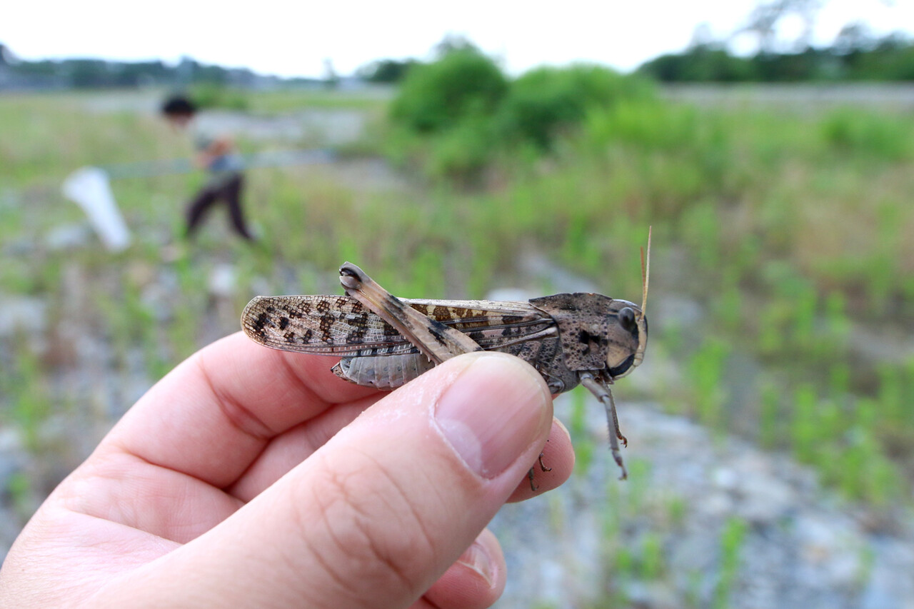河原でトノサマバッタ採り ありんこ日記 Antroom
