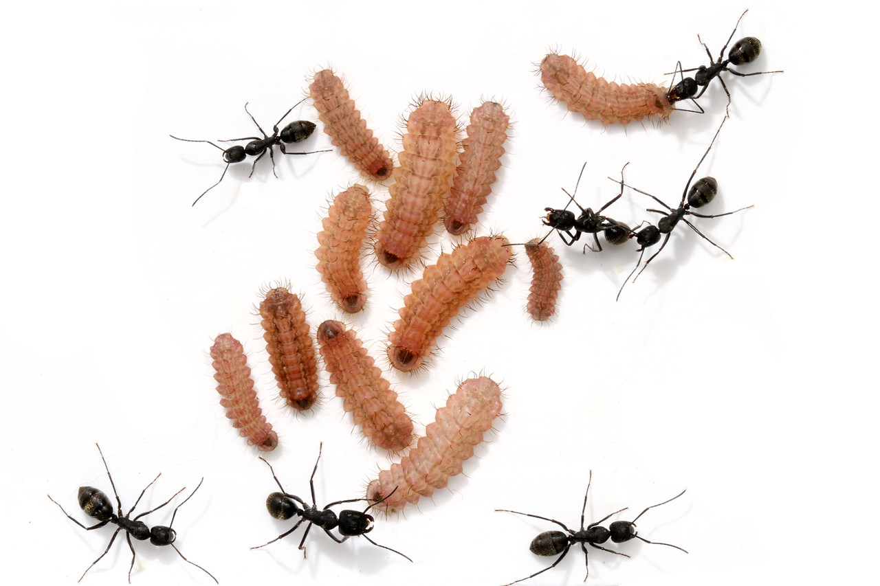 クロシジミの飼育 後編 ありんこ日記 Antroom