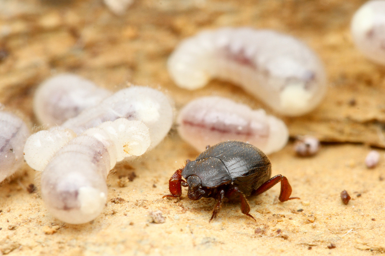 アリの巣で暮らすクロアリヅカエンマムシ ありんこ日記 Antroom