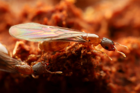 コツノアリの巣