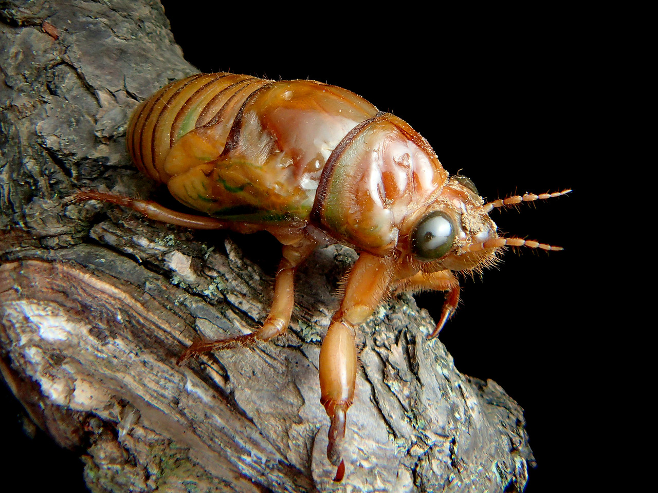 無事に羽化するのは大変 ありんこ日記 Antroom