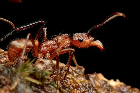 ǥϥꥢ Ectatomma tuberculatum