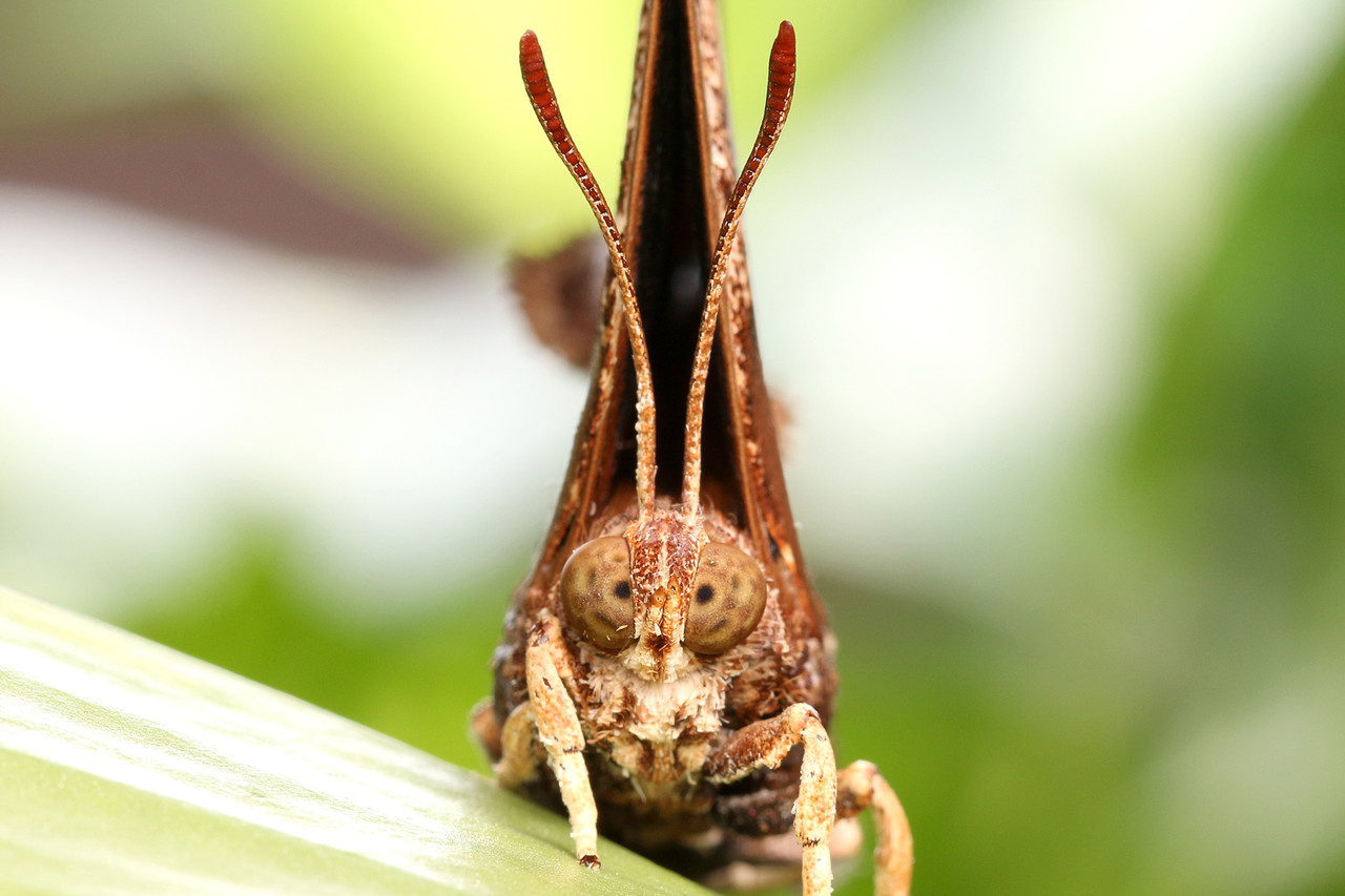 ありんこ日記 AntRoom:ヤマアリ亜科