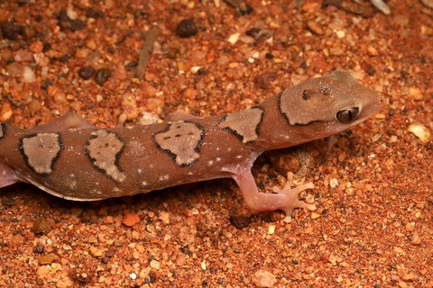 オーストラリア 乾燥地帯の生き物