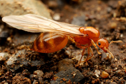 キイロシリアゲアリ
