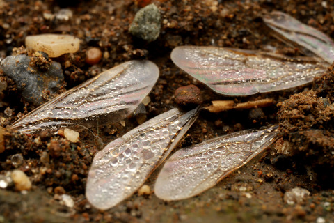 キイロシリアゲアリ