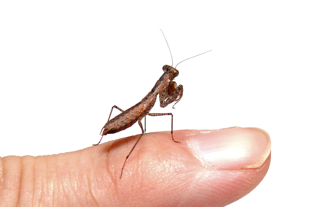 小さなヒナカマキリの孵化 ありんこ日記 Antroom 小さなヒナカマキリの孵化 ありんこ日記 Antroom