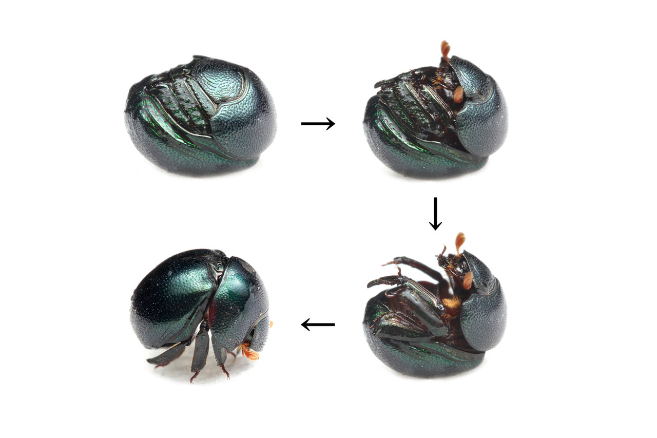 マンマルコガネの論文 : ありんこ日記 AntRoom