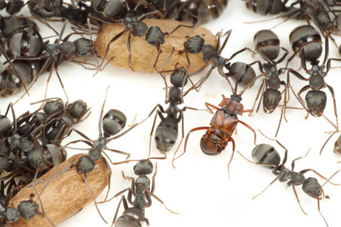 �ϥ�������Υ��ϥͥ�����