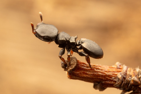 �ʥ٥֥����� Cephalotes minutus