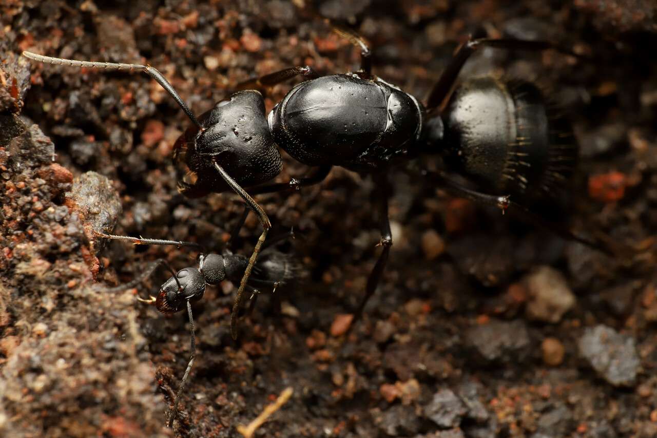日本最大種の一つ クロオオアリのコロニー 高品質 クロオオアリ コロニー １群(K09) 日本最大種 北海道 女王アリ