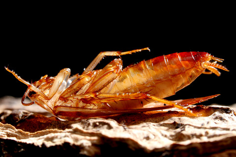 エメラルドゴキブリバチAmpulex compressa