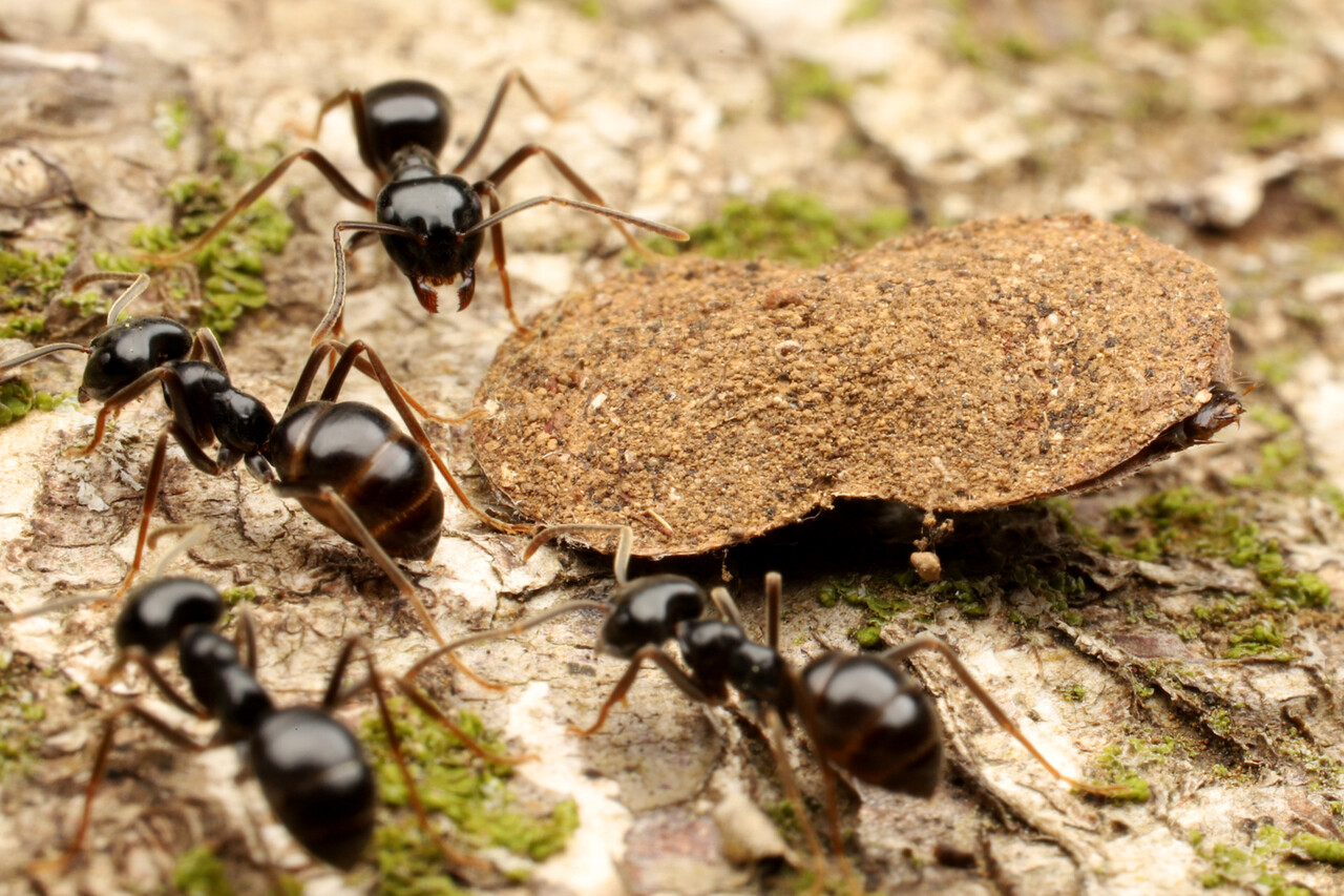 ありんこ日記 Antroom