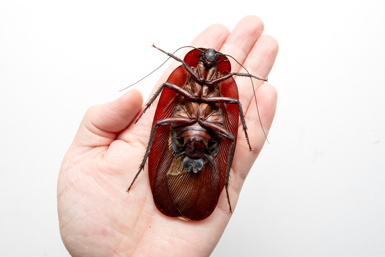 世界最大！超巨大マンモスゴキブリ : ありんこ日記 AntRoom